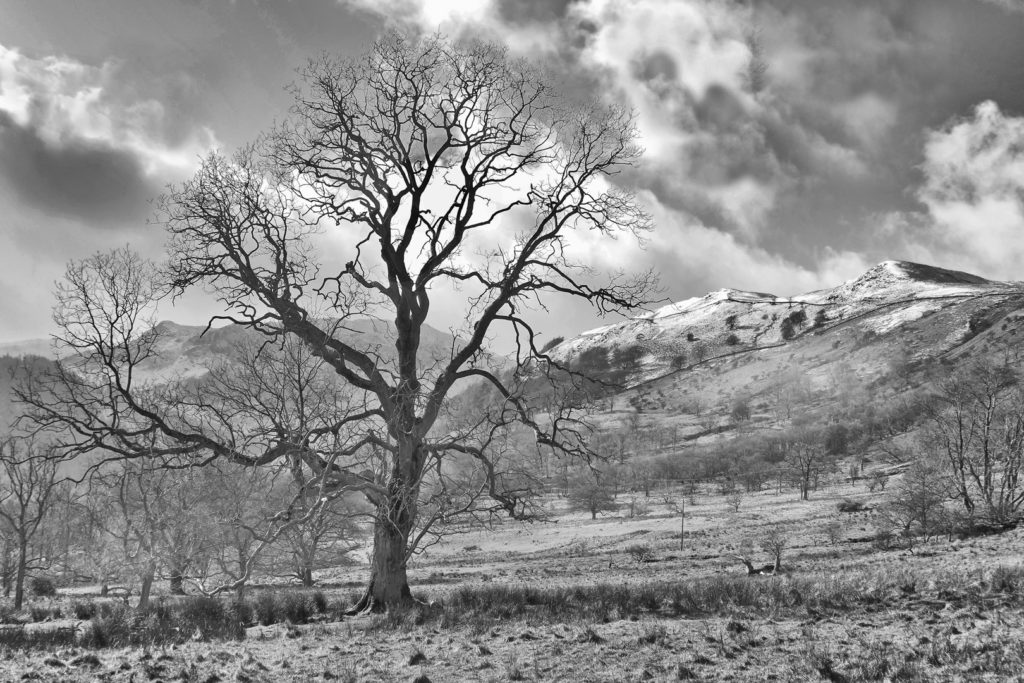 Lakeland Winter