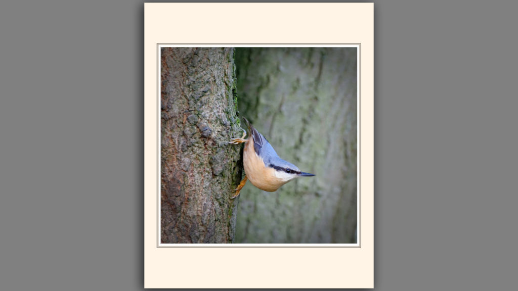 Nuthatch