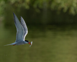 Picture of a common tern with a small fish in its beak